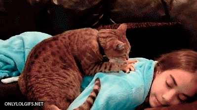 masaj-yapan-kedi