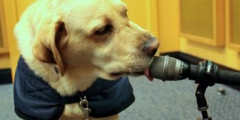 Hiperaktif Olduğu İçin Rehber Köpek Olamayan Charlie’nin Yeni İşindeki Umut Veren Hikayesi