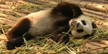 Her Şeyden Keyif Alan ve Bunu Hayatı Boyunca İlke Edinen 14 İnsan Manzarası