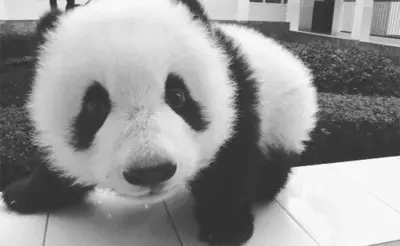 panda-make-up