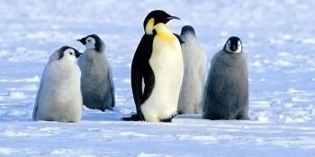 Örtbas Edilen Ama Bizden Kaçamayan Suçlular, ”Paralel Penguenler” İle İlgili 8 Acı İfşa