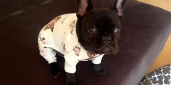 Sevmekten Bir Hal Olacağınız Dünya Tatlısı 16 Pijamalı Köpekçik