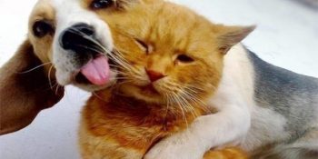 Gönül Çeşmesi Yanıtlıyor: Sarhoş Kafayla Aşık Olunur Mu?