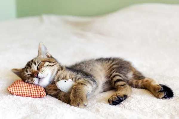 uyuyan-kedi-yastik