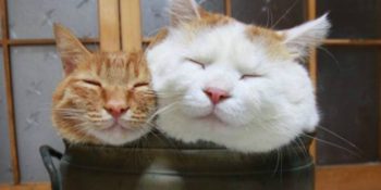 15 Fotoğrafla Dünyanın En Mutlu Uyuyan Kedisi Van’lı Shironeko