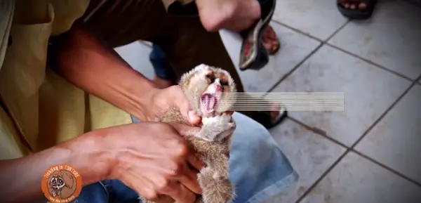 Tickling is Torture Save the Slow Loris