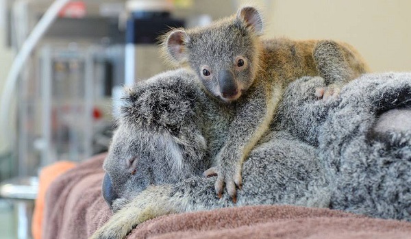 baby-koala-mom-surgery-australia-zoo-11