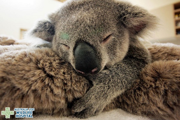 baby-koala-mom-surgery-australia-zoo-31