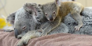 Araba Çarpan Annesini Bir An Bile Yalnız Bırakmayan Bebek Koala’nın Hikayesi