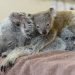 Araba Çarpan Annesini Bir An Bile Yalnız Bırakmayan Bebek Koala’nın Hikayesi
