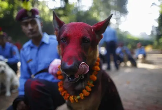 dog festiva4