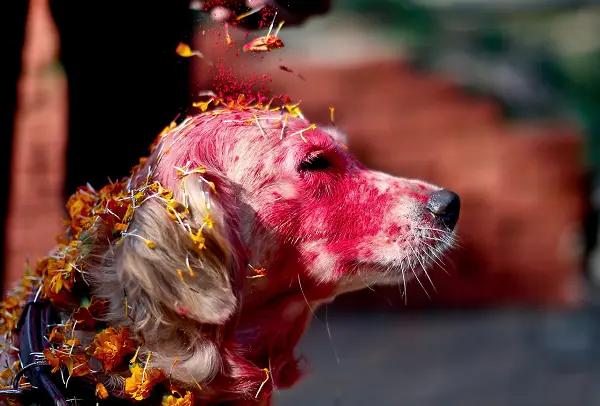 dog festival 7