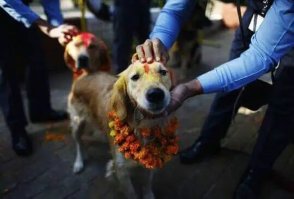 dog festival