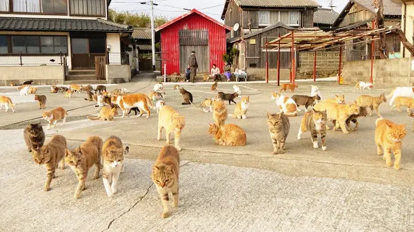 kedi-adasi-japonya-4