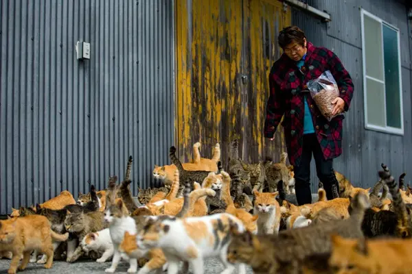 kedi-adasi-japonya-7