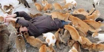 Toplanın Gidiyoruz! Kişi Başına 6 Kedinin Düştüğü Mutlu Patiler İmparatorluğu: Kedi Adası