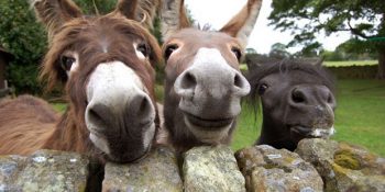 Hayvanlar Aleminden 22 İbretlik Koalisyon