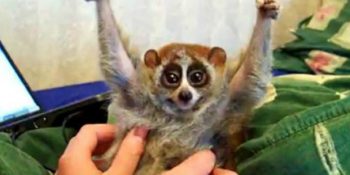 YouTube Fenomeni Yavaş Lorislere Yapılan İşkenceye Dur Demek İçin 11 Neden