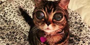 13 Fotoğrafla Uzaylı Kedi Matilda’nın Biraz Acı Biraz Tatlı Hikayesi