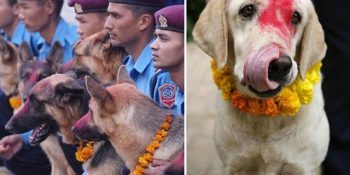 Özendiğimiz Kareler: 8 Rengarenk Fotoğrafla Nepal’deki Köpekleri Onurlandırma Festivali