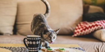 Onlar Sizi Asla Sokağa Terk Etmezdi Dedirten 17 Kedi Hikayesi