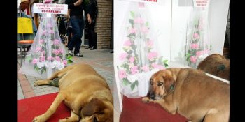 Türkiye’de Minnoş Şeyler De Oluyor: Güzel Yürekli Rize Esnafı ve Sokak Köpeği Şakira