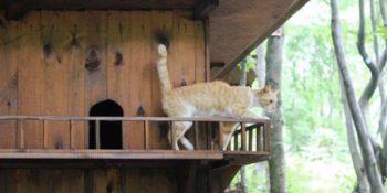 Sen Çok Yaşa Samsun Belediyesi: Sokak Kedileri İçin Beş Yıldızlı Kedi Kasabası