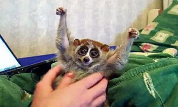 slow-lorris