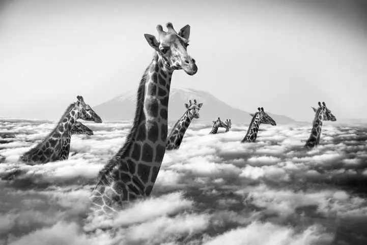 thomas-subtil-photography-animals-surreal-2