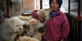 13 Fotoğrafla Köpek Festivalinden 100 Köpeği Kurtaran Yang’in Hikayesi