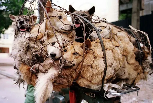 yulin2