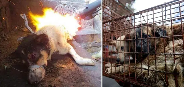 yulin3