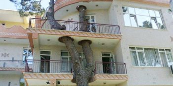 Örnek Olsun: Kesilmekten Kurtarılıp Evlere Konuk Olan 11 Ağaç