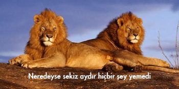 Her Belgeselde İstisnasız Duyduğumuz 12 Kalıplaşmış Cümle