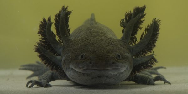 axolotl-listelist