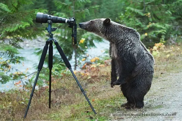 ayi-fotografi-listelist