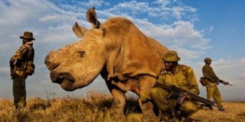 Korumalarla Gezmek Zorunda Kalan Dünya Üzerindeki Son Erkek Beyaz Gergedan ve İnsanların Acımasızlığı