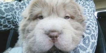 Dünyanın En Sevimli Hayvanlarından Biri Olan Tonkey’nin Yemelik 11 Fotoğrafı