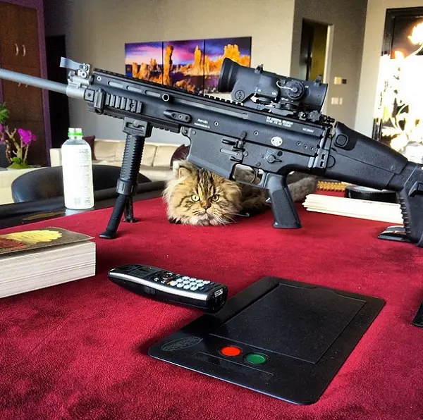 dan-bilzerian-kedisi-silahlar