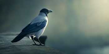 7 Maddede Hayvanlar Aleminin Zeka Küpü Kargalar