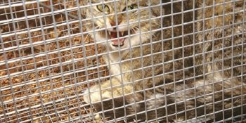 Avustralya’da 2 Milyon Kedinin Öldürülmesine Dur Demek İçin 8 Sebep