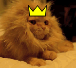 kükreyen-kral-kedi