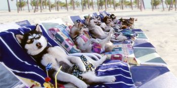 Hayvan Sahiplerini Dellendiren 12 Dış Kapı Mandalı Taciz Örneği