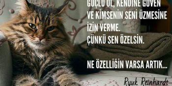 Kedi Sevgisi Arşa Çıktı, Üzüm ve Ryuk’un Maceraları Devam Ediyor!