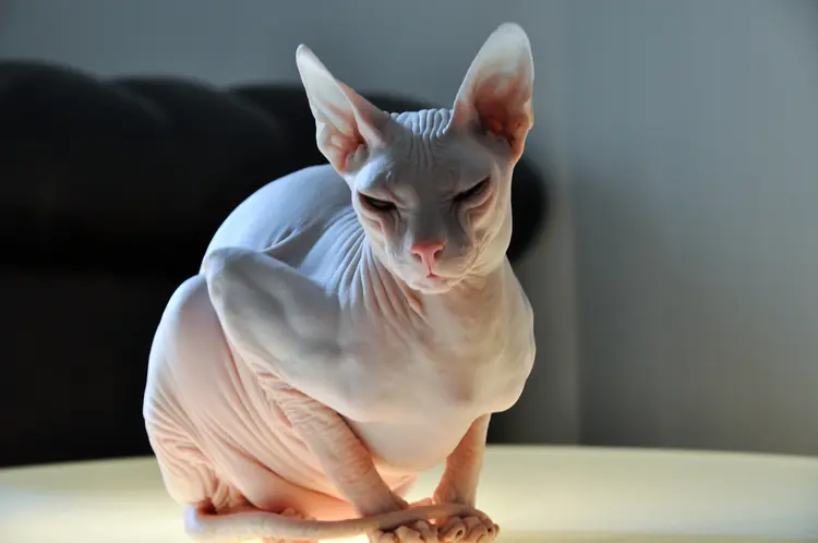 sphynx-listelist