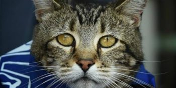 Yılın Köpeği: Otizmli Sahibini Köpek Saldırısından Kurtaran Kedi Tara