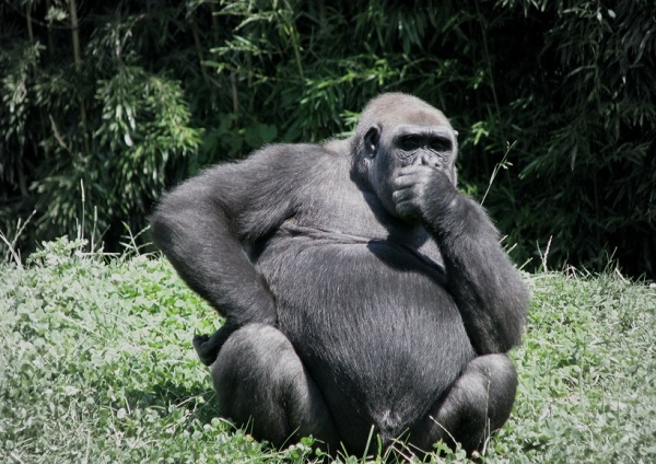 thinking-gorillaasd