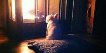 Acilen Müslüm Baba Dinleyip Efkar Dağıtması Gereken 8 Hüzünlü Hayvan