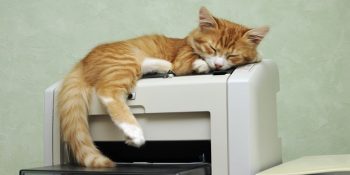 Her Ofiste En Az Bir Kedi, Yok Yok Üç Kedi Olması İçin 11 Çok Geçerli Neden