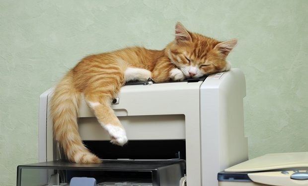 kitten sleeping on the printer